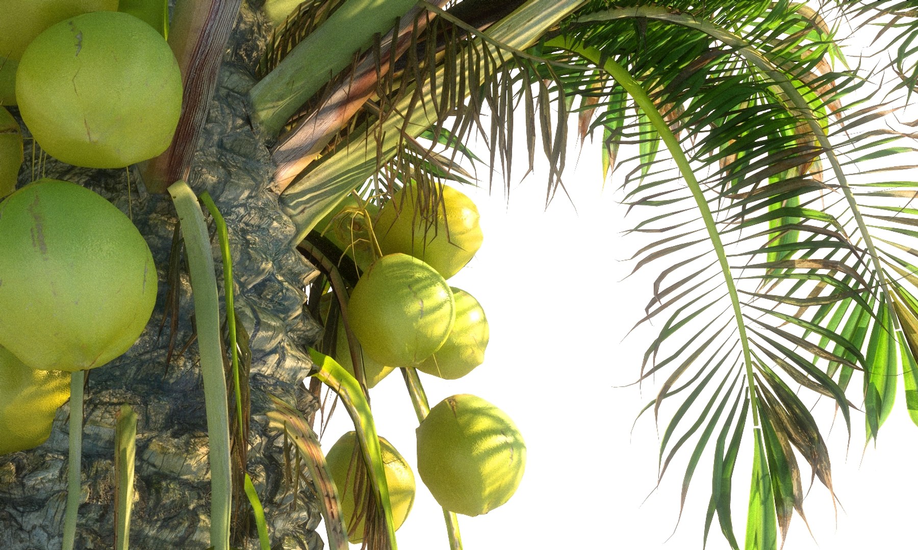 3D coconut palm pack 4 https://p.turbosquid.com/ts-thumb/1V/AkBcLI/IOuYdpuO/67568987/jpg/1546524001/1920x1080/fit_q87/5c5b1136d45ae2fd4df8108a4cc1041e29a45e97/67568987.jpg