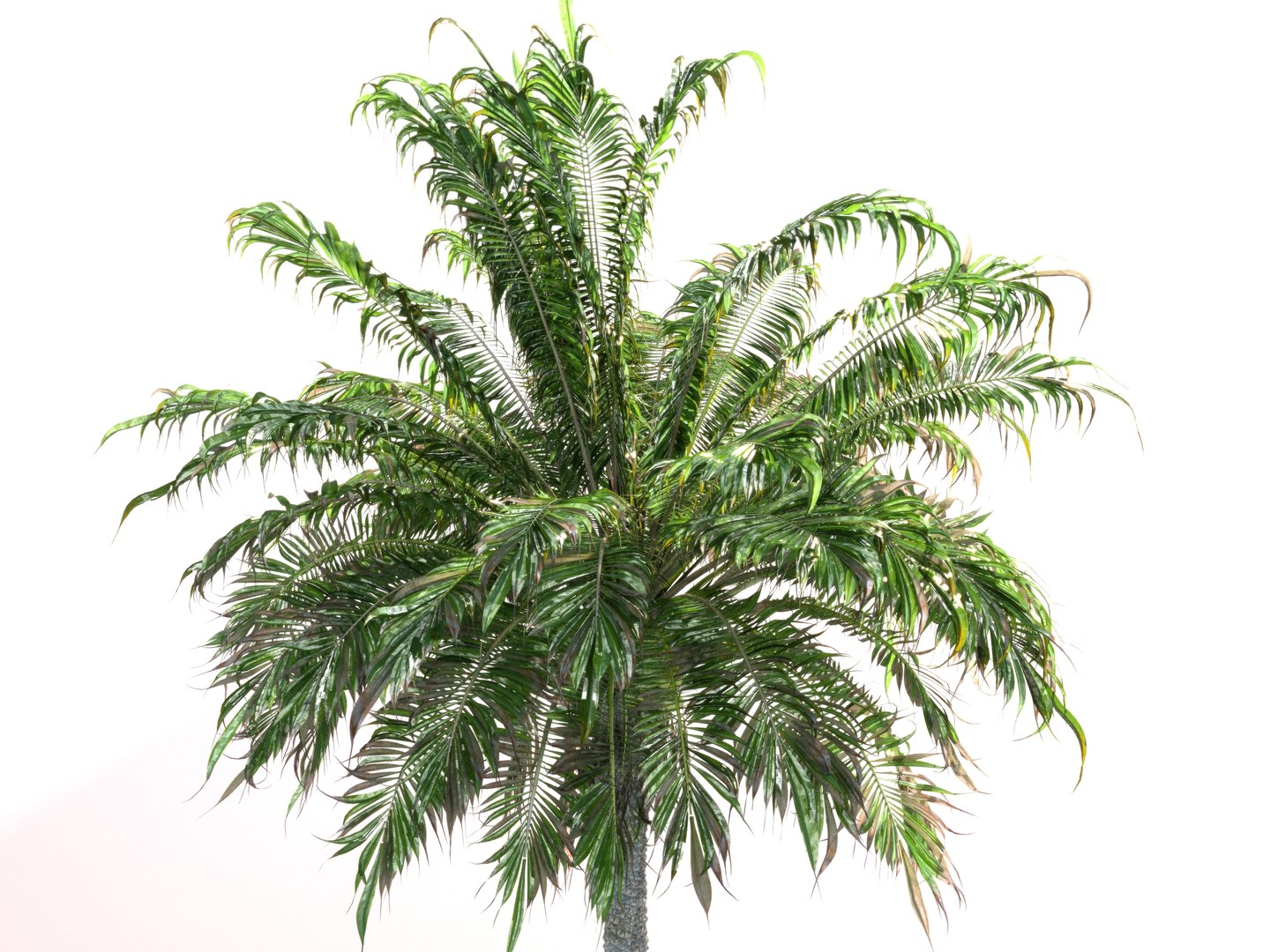 3D coconut palm pack 4 https://p.turbosquid.com/ts-thumb/1V/AkBcLI/Kk0agO2L/0000/jpg/1546524001/1920x1080/fit_q87/edb0b4d0025f5909eb114b4db1508a1f6a91e4b9/0000.jpg