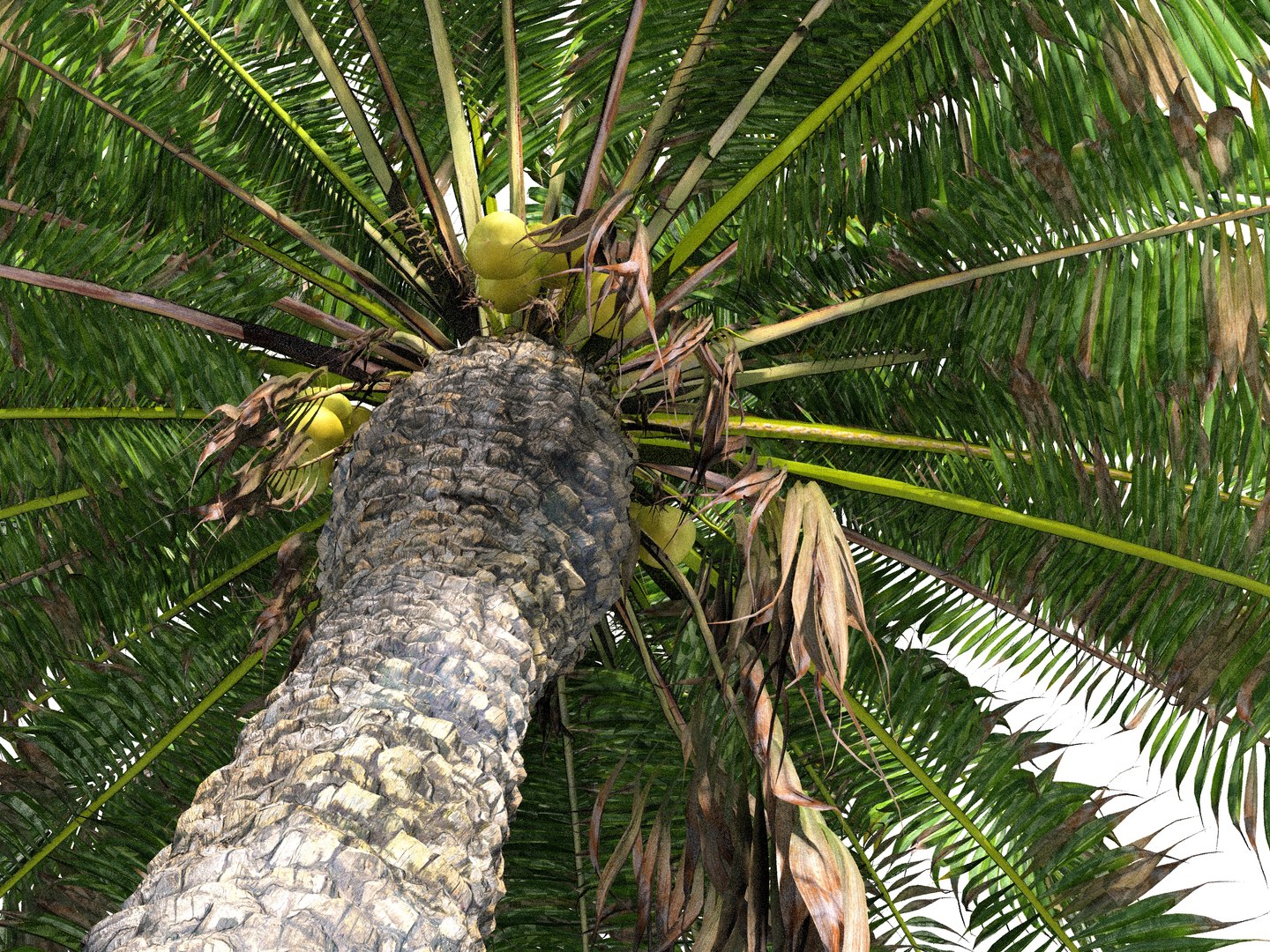 3D coconut palm pack 4 https://p.turbosquid.com/ts-thumb/1V/AkBcLI/NIDHs5Ib/778678678678/jpg/1546524001/1920x1080/fit_q87/1e88cb0b0b2701040c666e06b7ca9a35a8b9fbfb/778678678678.jpg