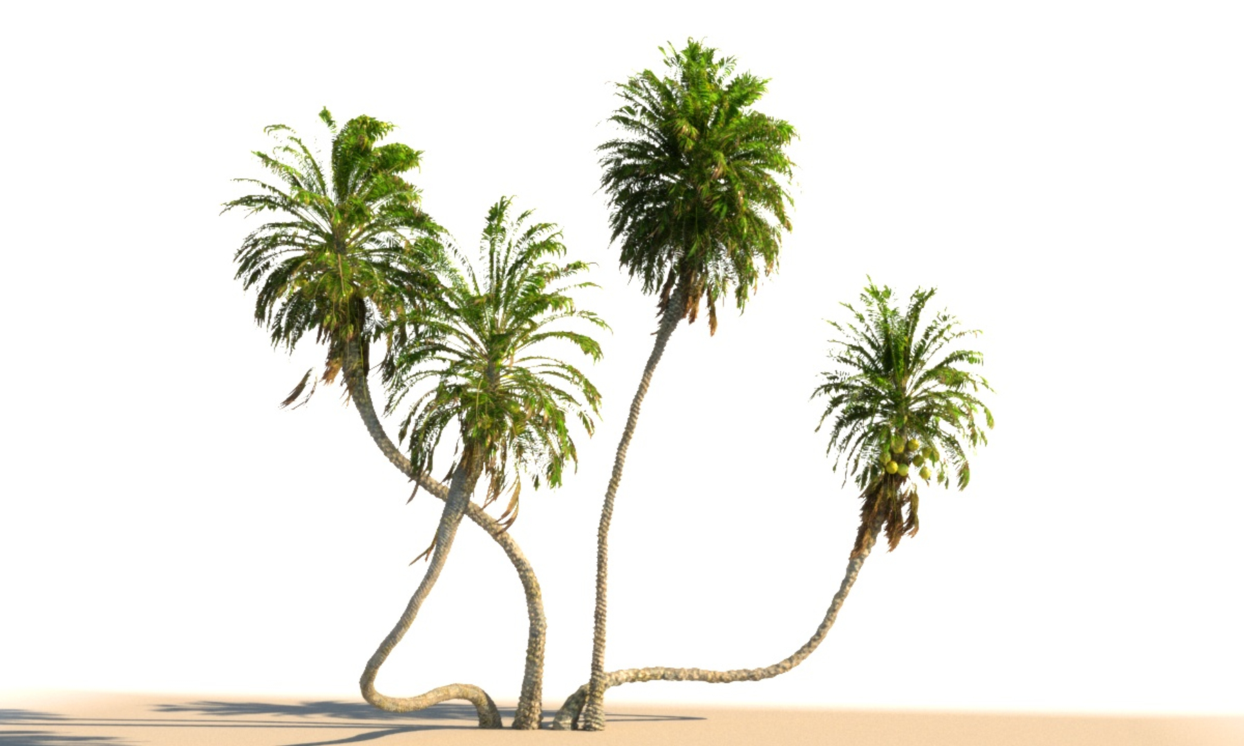 3D coconut palm pack 4 https://p.turbosquid.com/ts-thumb/1V/AkBcLI/P0ULVl8q/0000/jpg/1546546468/1920x1080/turn_fit_q99/aff57cfb3806da1f3f0b1c582821ec86d1659780/0000-1.jpg