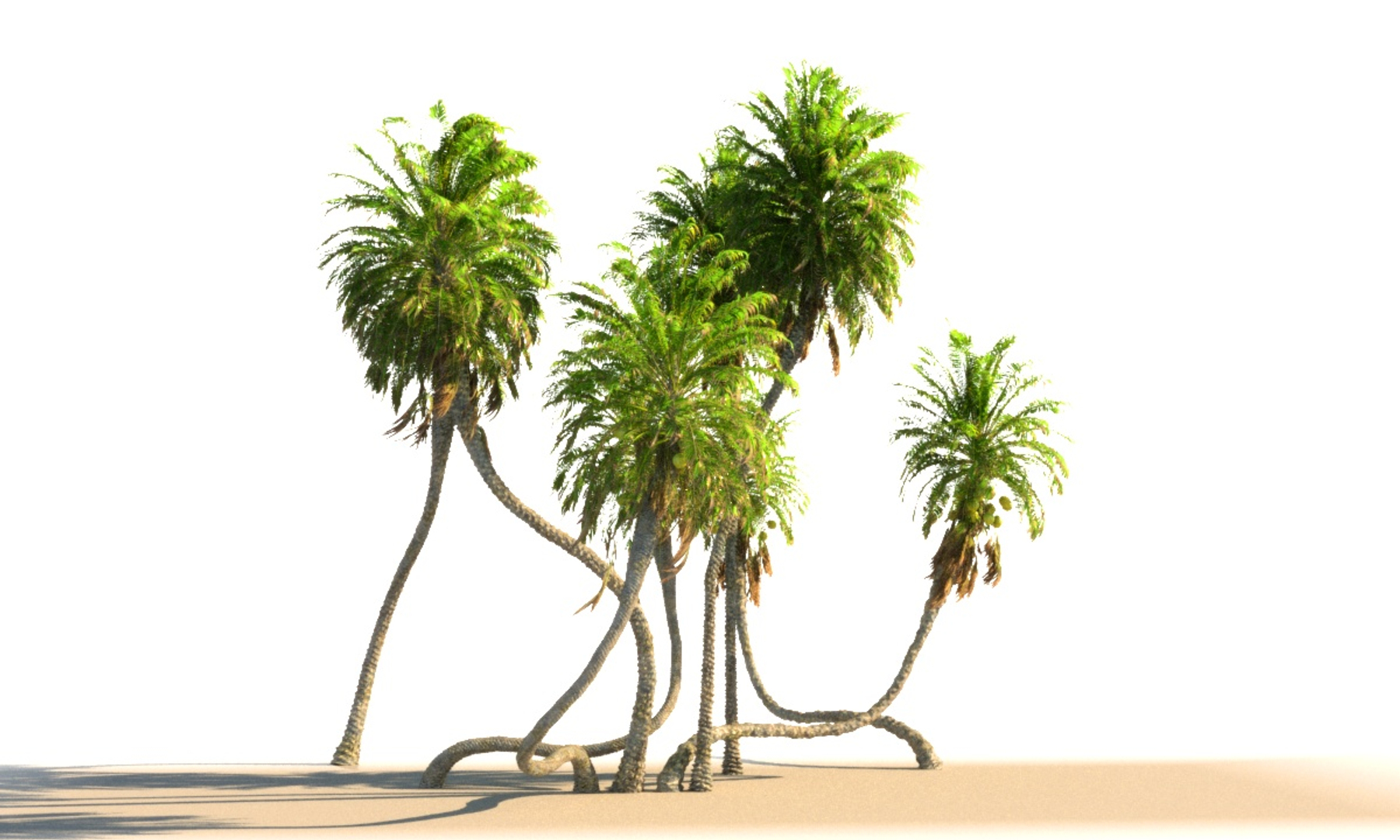 3D coconut palm pack 4 https://p.turbosquid.com/ts-thumb/1V/AkBcLI/ibpZBnYY/0000/jpg/1546556289/1920x1080/turn_fit_q99/33466f08368fba12e85d33bf6bdccbdf44583f2d/0000-1.jpg