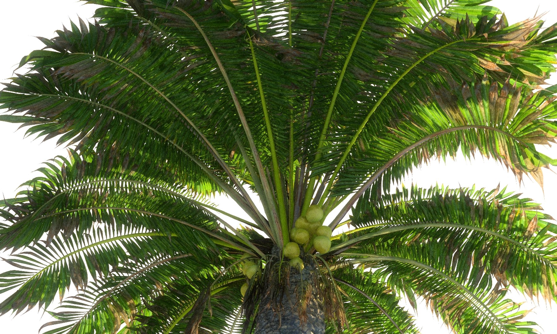 3D coconut palm pack 4 https://p.turbosquid.com/ts-thumb/1V/AkBcLI/roF7qBwl/8897899/jpg/1546524001/1920x1080/fit_q87/8adeb48d471249456a2426234a6f3f8d223c97b7/8897899.jpg