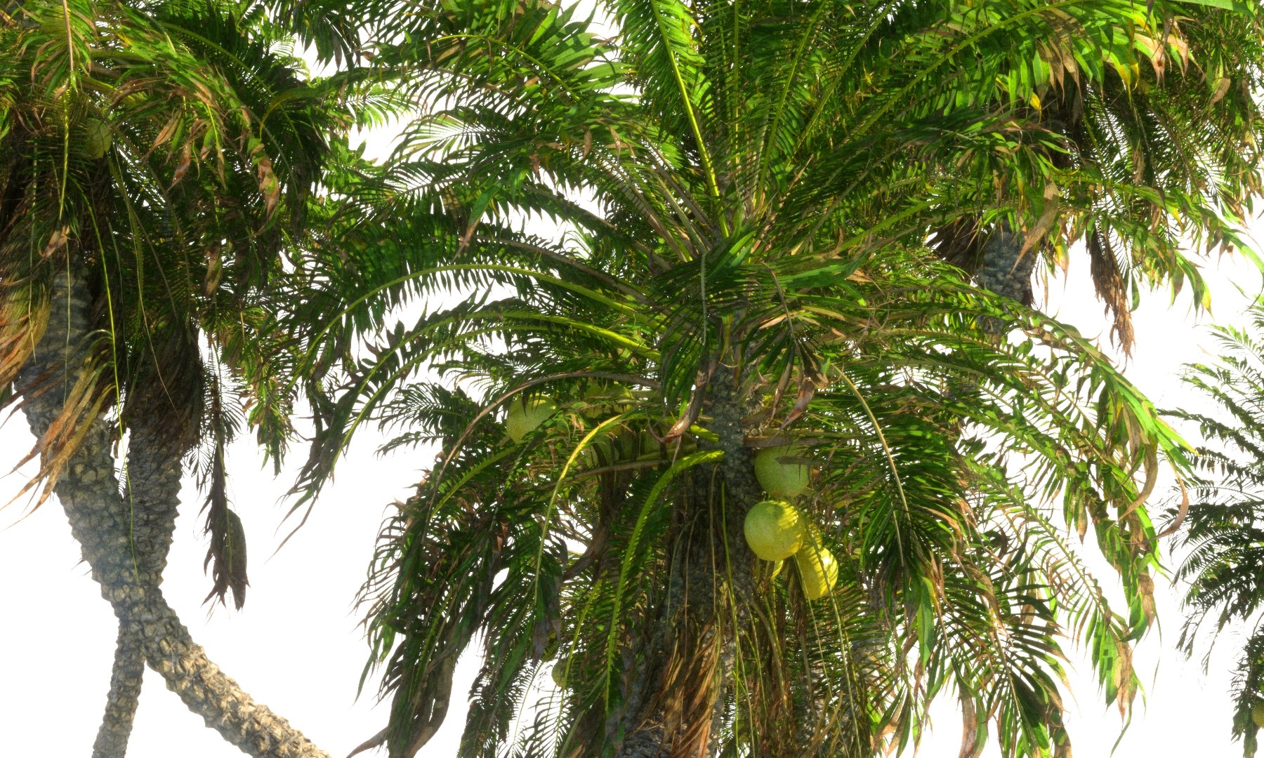 3D coconut palm pack 4 https://p.turbosquid.com/ts-thumb/1V/AkBcLI/wlwT5SxC/55645676567/jpg/1546548290/1920x1080/fit_q87/e8c26aff54f7dfba62f433c1bbfc77f06f2e5982/55645676567.jpg