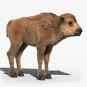 american bison baby fur max