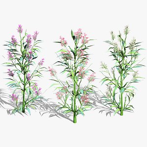 High-Detail Eupatorium cannabinum 3D Plant 3D