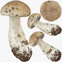 Boletus Edulis or Porcino