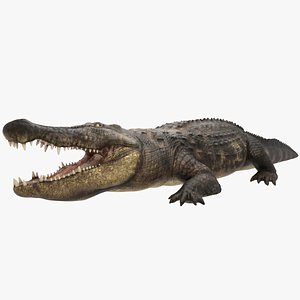 3D realistic crocodile model: rigged