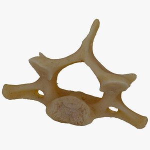 3D model Kangaroo Macropus Cervical Vertebrae C7 RAW Scan