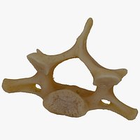 Kangaroo Macropus Cervical Vertebrae C7 RAW Scan