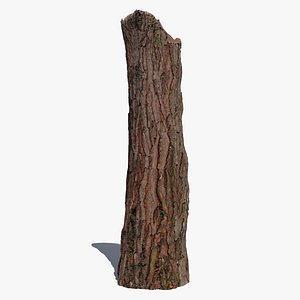 Pine trunk scan PBR 8K