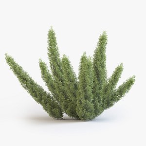Asparagus Fern 01