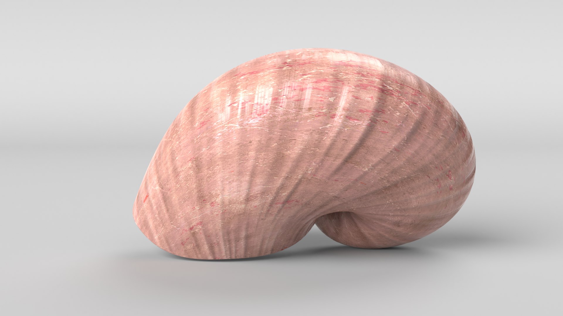 3D Seashell Shell Sea Model - TurboSquid 1665744