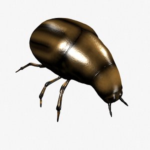 3d beetle lightwave model