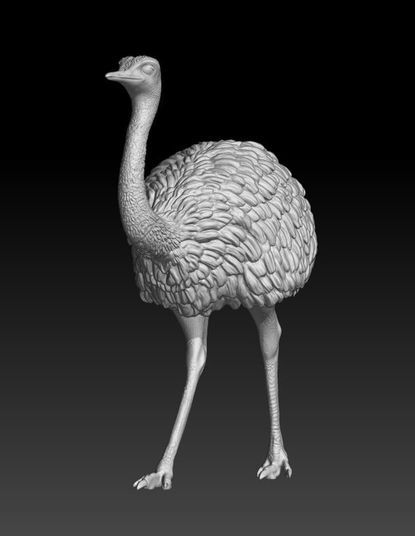 3D rhea choique https://p.turbosquid.com/ts-thumb/1W/0DPYLi/MJUAFCkO/2/jpg/1551049431/1920x1080/fit_q87/f99c9599c677646ed765af66edaa7fa043748ca6/2.jpg