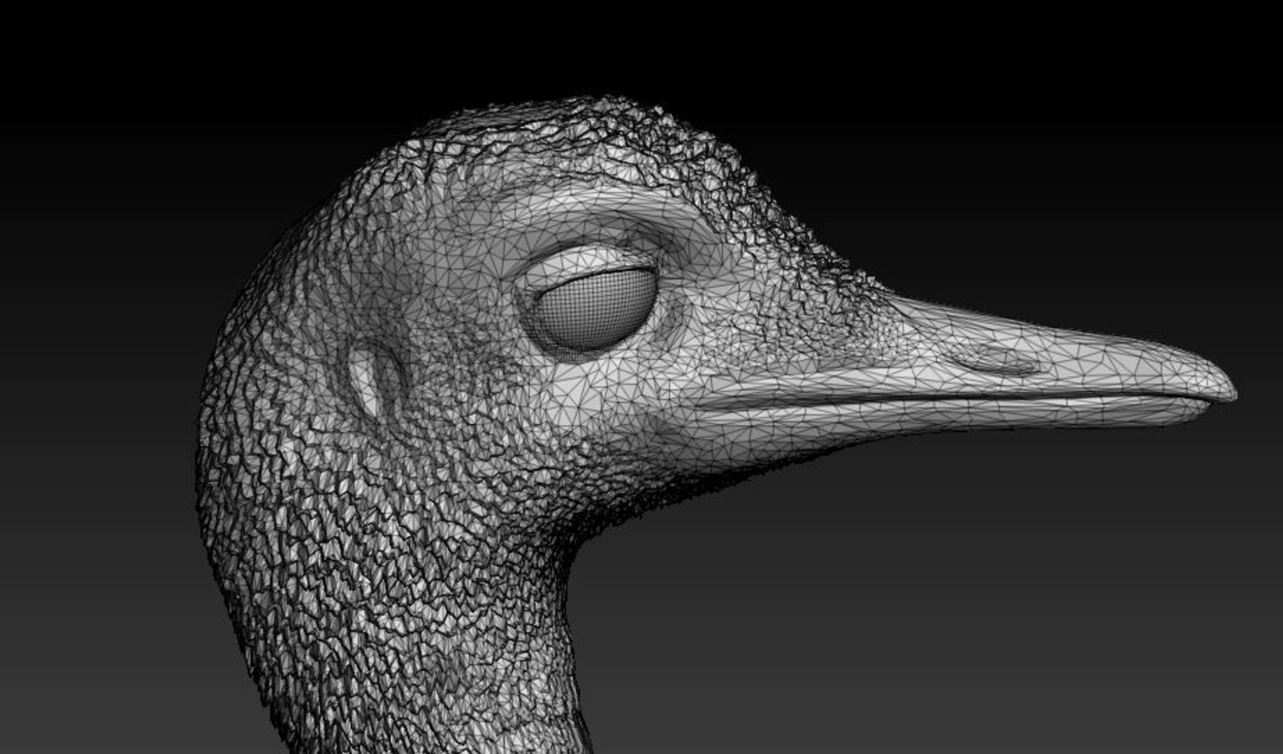 3D rhea choique https://p.turbosquid.com/ts-thumb/1W/0DPYLi/tlYgfE5R/10/jpg/1551537677/1920x1080/fit_q87/884fb5687924dc9865ed99715db1a85b586342ba/10.jpg