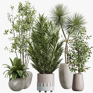 3D AV Indoor Plants Set 447 China Orange Tree and Spineless Yucca and Cyara Areca Palm Europaea Olive