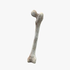 3D model Medieval Femur