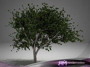 D2.C1.34 Lemon Tree-Limonero