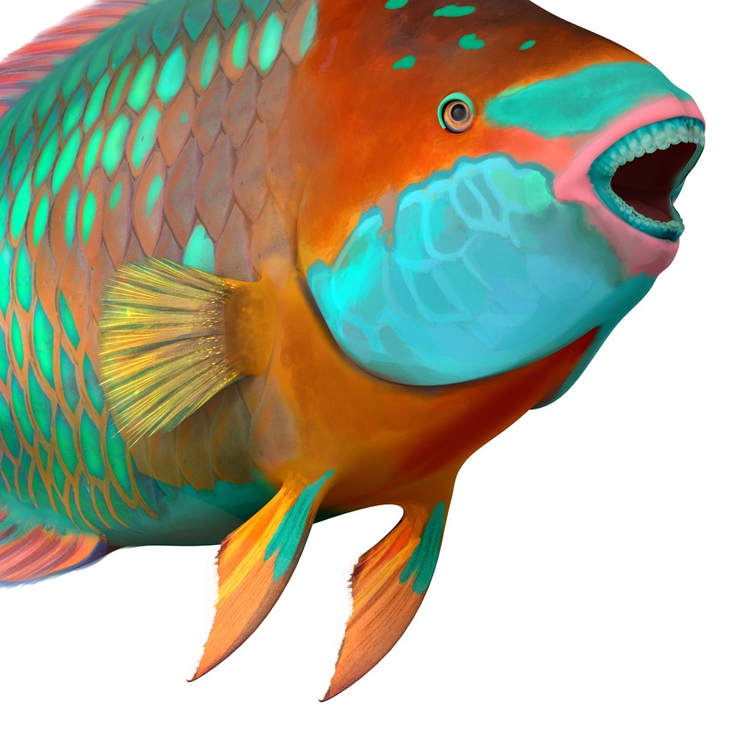 3d rainbow parrot fish rigged