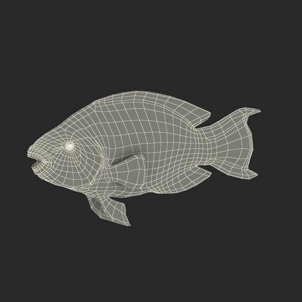 3d rainbow parrot fish rigged