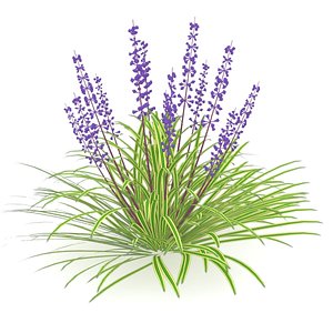 3d liriope muscari flowering lilyturf