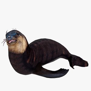 Sea Lion Rigged