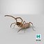 Araña escorpión de viento