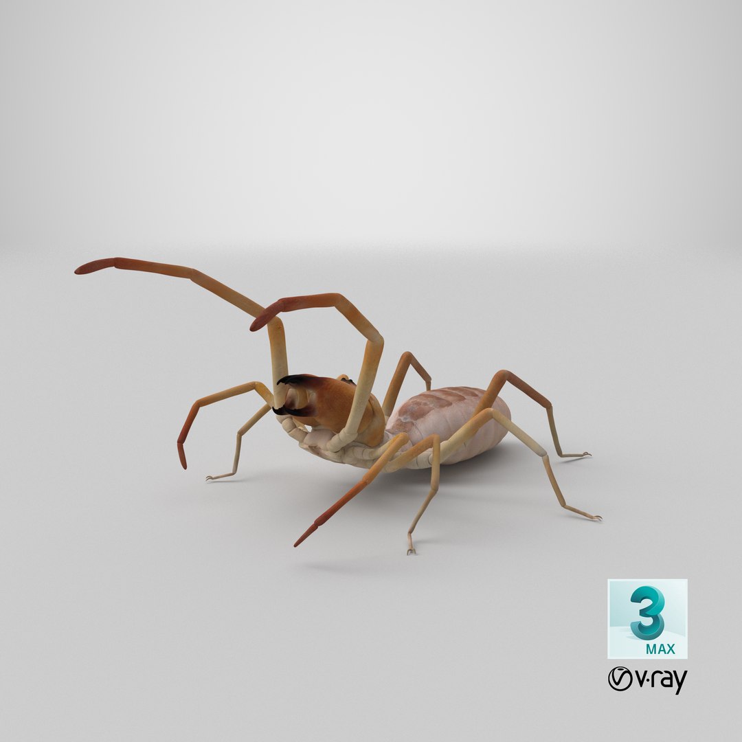 3D wind scorpion spider - TurboSquid 1195514