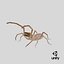 Araña escorpión de viento