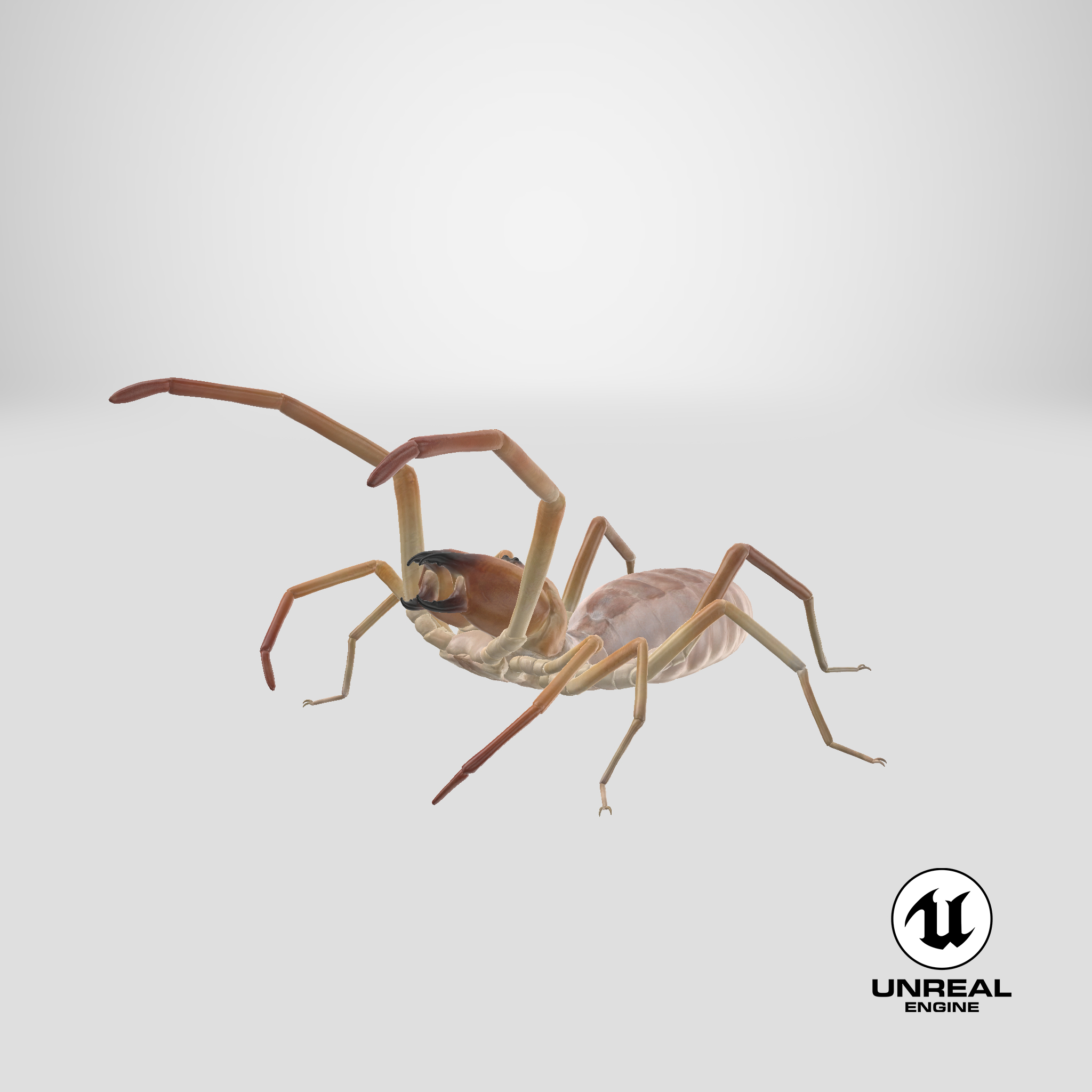3D wind scorpion spider - TurboSquid 1195514