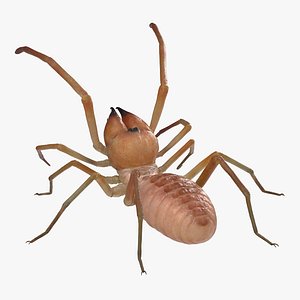 Wind Scorpion Spider 3D Model