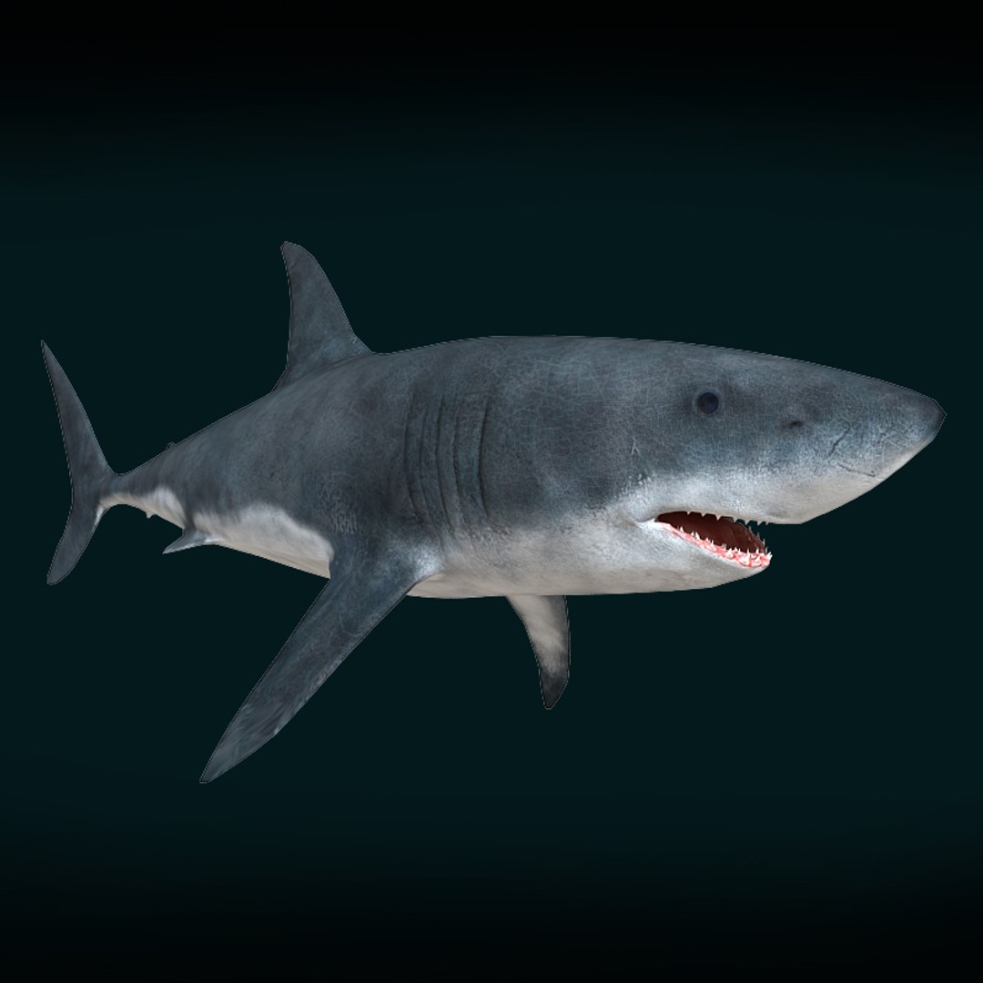 3ds max shark