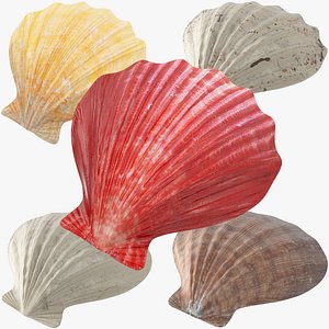 3D seashells v1
