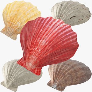 Seashells Collection V1