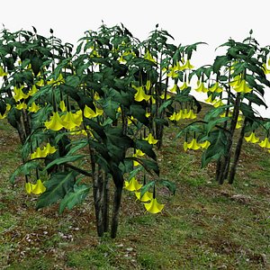 3D Devils breath flower yellow