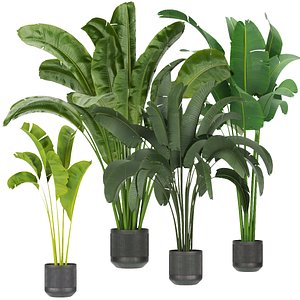 Collection plant vol 328 - indoor - banana - leaf -3dmax - cinema 4d