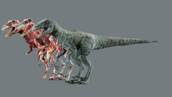 modelo 3d Anatomía 3D del velociraptor - TurboSquid 2477689