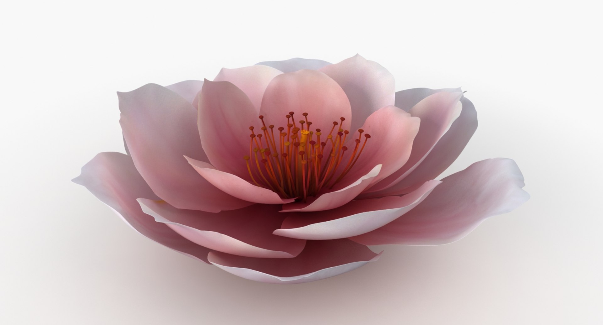 3D model flower https://p.turbosquid.com/ts-thumb/1W/rKuH34/bDqUGxR9/pink_flower_a_sign_b/jpg/1518103161/1920x1080/fit_q87/e8c9502ca94c2f495a49ba4605d7ca23c0e4b390/pink_flower_a_sign_b.jpg