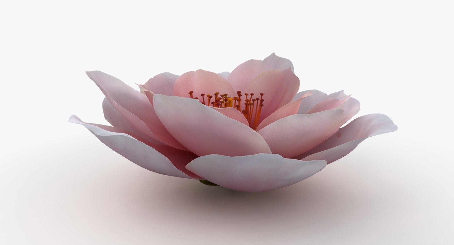 3D model flower https://p.turbosquid.com/ts-thumb/1W/rKuH34/zju5vawH/pink_flower_a_productshoot_c/jpg/1518103179/1920x1080/fit_q87/0c6b3c8bc841c66267973cc96cfb4ad32aebaca6/pink_flower_a_productshoot_c.jpg