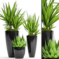 Potted plants Yucca and Agava
