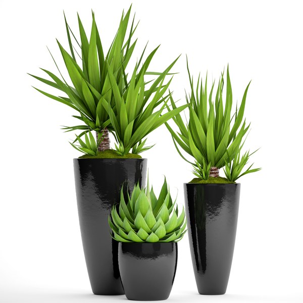 Potted plants yucca agava 3D model - TurboSquid 1166615