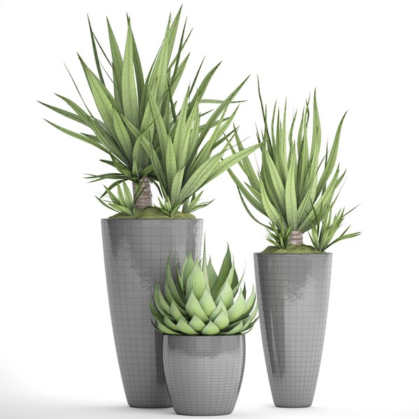 Potted plants yucca agava 3D model - TurboSquid 1166615