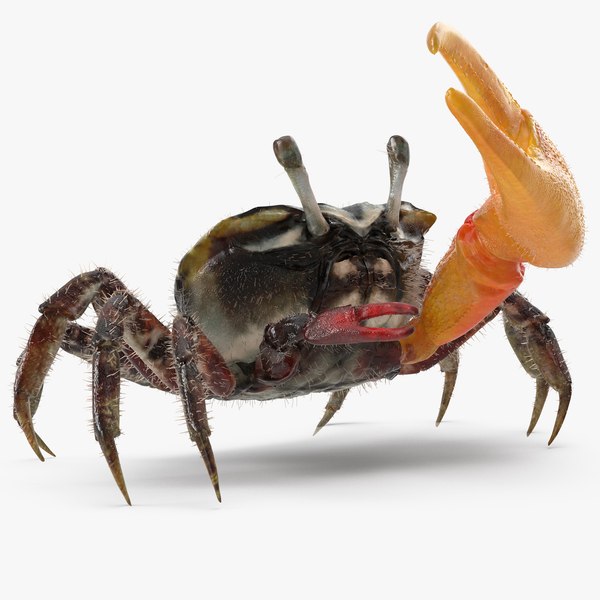 3d model fiddler crab fur rigged