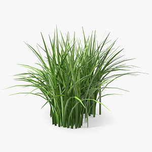 Realistic Grass Patch