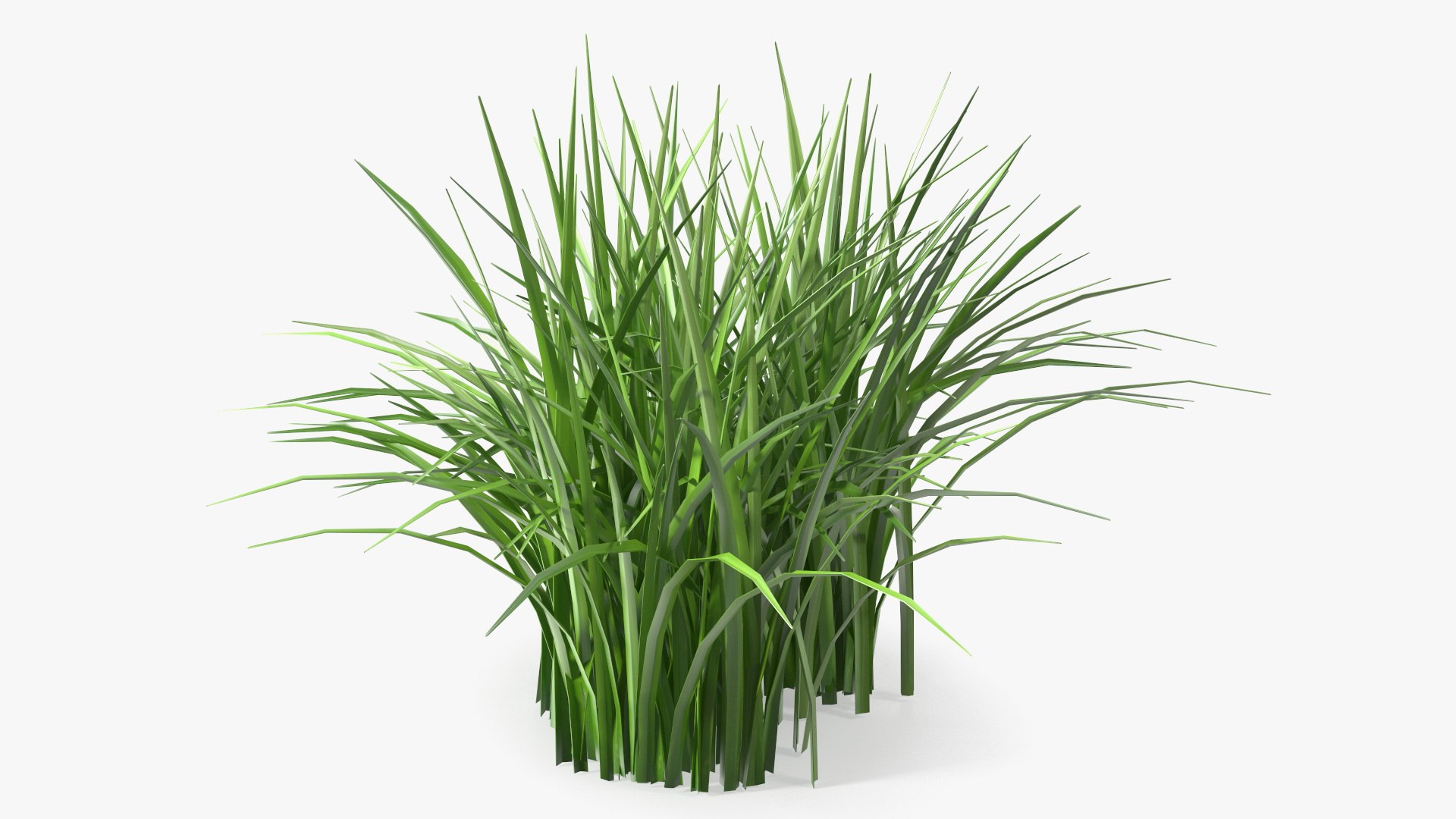 3D Grass Clumps Collection model https://p.turbosquid.com/ts-thumb/1X/2WMKCr/za/realisticgrasspatchmb3dmodel001/jpg/1788742363/1920x1080/fit_q87/e64c508db8129c0d00cfe7b674f7aff6f1cb9d21/realisticgrasspatchmb3dmodel001.jpg