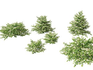 Viburnum plicatum - Doublefile Viburnum 3D