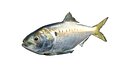 Atlantic Menhaden fish