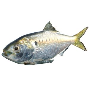 3D Atlantic Menhaden fish
