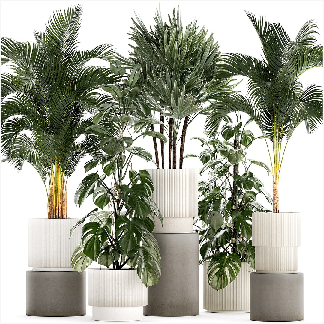 3D Model Plants Modern Potted Monstera Raphis Palm 1440 - TurboSquid ...