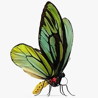 Butterfly Ornithoptera Alexandrae with Fur 3D Model